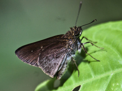 Isma protoclea