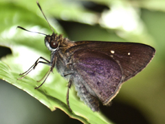 Isma protoclea