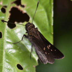 Isma protoclea