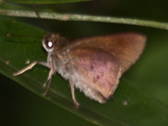 Isma protoclea