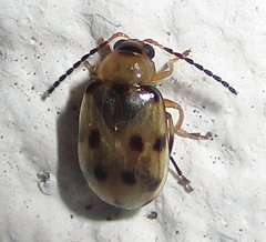 Afromaculepta