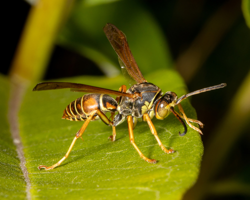 Northern Paper Wasp (Polistes fuscatus) · iNaturalist