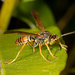 Dark Paper Wasp - Photo (c) alex_shure, some rights reserved (CC BY-NC), uploaded by alex_shure