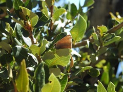 Satyrium saepium