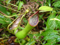 Nepenthes kitanglad