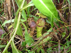 Nepenthes kitanglad