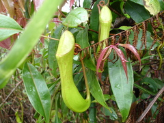 Nepenthes kitanglad