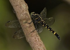 Onychothemis tonkinensis