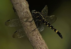 Onychothemis tonkinensis