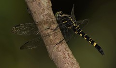 Onychothemis tonkinensis