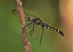 Onychothemis tonkinensis