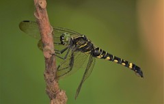 Onychothemis tonkinensis