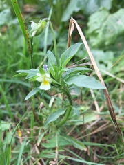 Viola arvensis arvensis