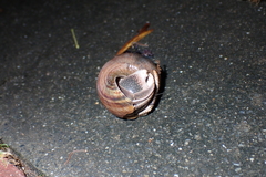 Coenobita cavipes