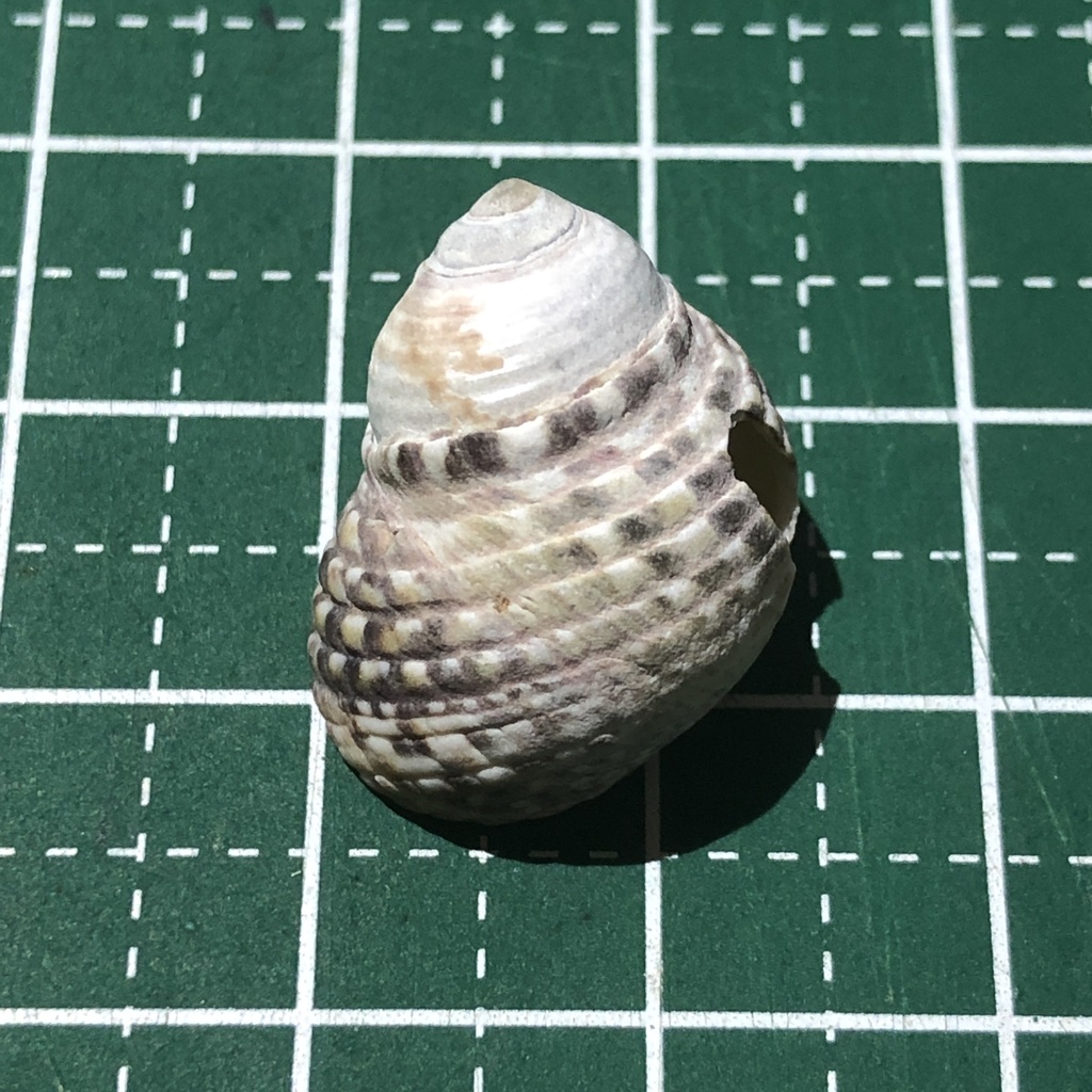 Monodonta canalifera
