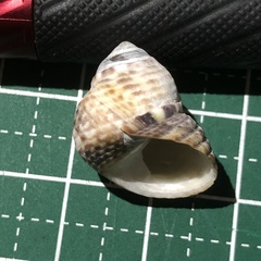 Monodonta canalifera