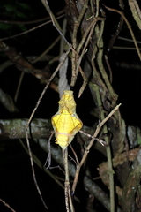 Troides aeacus formosanus