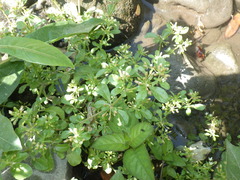 Glinus oppositifolius