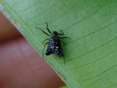 Micrathena triangularis