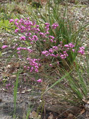 Gompholobium villosum