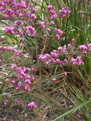 Gompholobium villosum