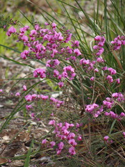Gompholobium villosum