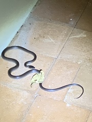 Stegonotus australis