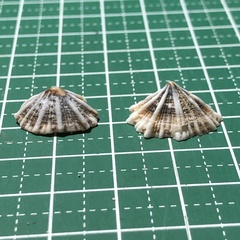 Siphonaria laciniosa