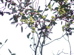 Eucalyptus preissiana