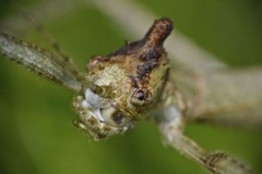 Hennemannia alveare