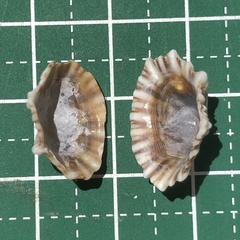 Siphonaria laciniosa