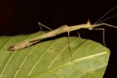 Hennemannia alveare