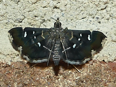 Diathrausta reconditalis