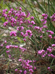 Gompholobium villosum