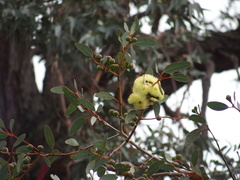Eucalyptus preissiana