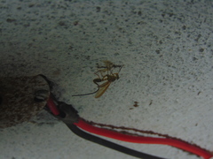 Toxotrypana curvicauda