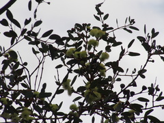 Eucalyptus preissiana