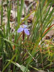 Patersonia juncea