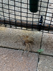 Neosparassus salacius