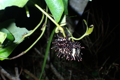 Troides aeacus formosanus