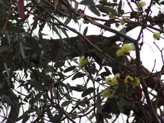 Eucalyptus preissiana