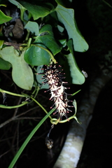 Troides aeacus formosanus