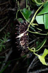 Troides aeacus formosanus