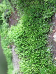 Metzgeria consanguinea