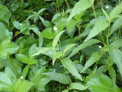 Alternanthera flavescens