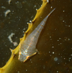 Gobiesocidae