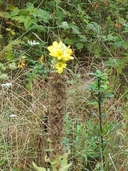 Verbascum thapsus