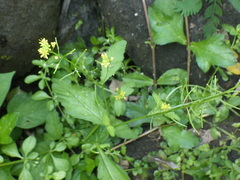 Rorippa indica