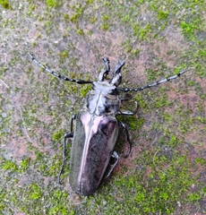 Trictenotomidae