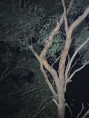 Pseudocheirus peregrinus